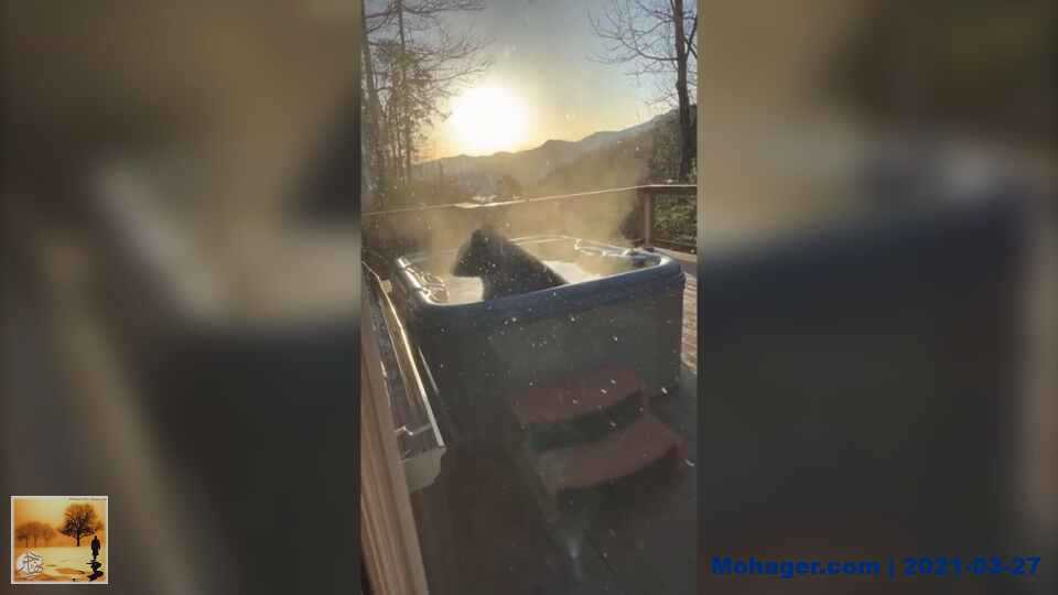 فيديو :دب أسود يفاجئ زوجين في حوض الاستحمام | مهاجر