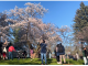 الحشود تتدفق إلى حدائق تورنتو للاستمتاع بأشجار الكرز مع بدء ذروة الإزهار | مهاجر